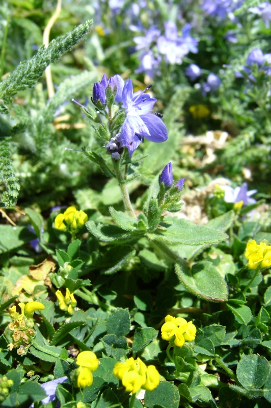 Veronica orsiniana / Veronica di Orsini